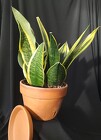 Sansevieria Trio from Mischler's Florist and Greenhouses in Williamsville, NY