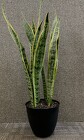 Snake Plant  from Mischler's Florist and Greenhouses in Williamsville, NY