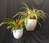 Spider Plant Holiday Trim Pair from Mischler's Florist and Greenhouses in Williamsville, NY