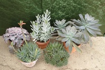 Succulent 6 Inch Selection from Mischler's Florist and Greenhouses in Williamsville, NY