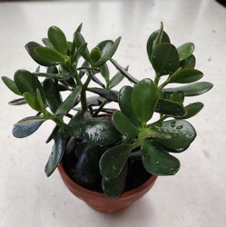 Jade Succulent Plant from Mischler's Florist and Greenhouses in Williamsville, NY