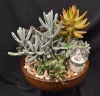 Holiday Succulent Low Bowl  from Mischler's Florist and Greenhouses in Williamsville, NY