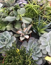 Mischler's Succulents from Mischler's Florist and Greenhouses in Williamsville, NY