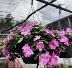 Vinca Flower Hanging Basket from Mischler's Florist and Greenhouses in Williamsville, NY