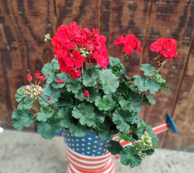 Watercan Stars Stripes from Mischler's Florist and Greenhouses in Williamsville, NY